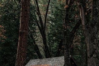 A picture of a wooden cabin among tall trees.