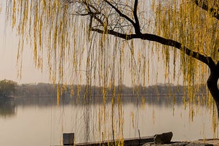 Weeping Willow