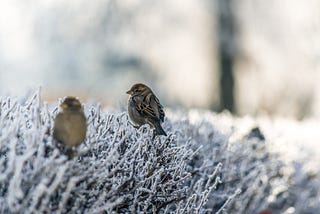 A pair of birds sit together on top of a frosty hedge