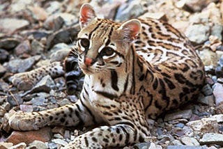 Sierra: Ocelots Find an Unlikely Haven in South Texas