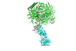 RNA Polymerase (green) — PafBC (blue) complex bound to DNA (orange)
