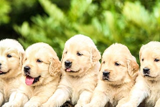 Five golden retriever puppies sitting together