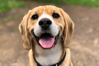 5 “Praises” That Will Make Your Dog Happy