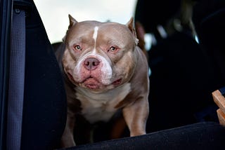 REST IN PEACE TO AN AMERICAN BULLY LEGEND — LOUIS V LINE’S VENOM OF VENOMLINE