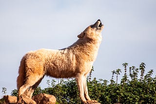 The Wolf