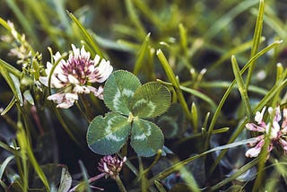 A four-leaved clover in a field.