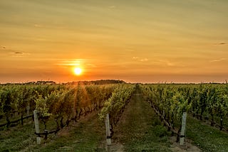 Grapevines & Olive Groves of an Italian Village