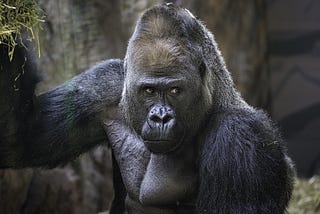 TOP10 FACTS ABOUT MOUNTAIN GORILLAS