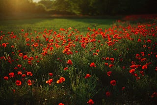 Twice exceptionality, tall poppy syndrome, and healing the inner child