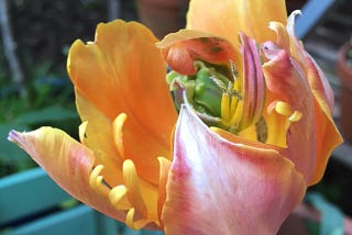 A faded orange tulip with a green chair and terracotta pots behind. Are you feeling faded and wilted? You might be struggling with toxic productivity, and need to improve your work life balance. Photo by Rowan Ambrose.