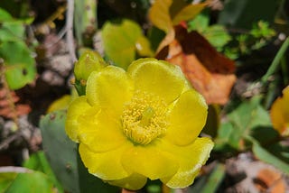bright yellow flower appears almost shiny, attached to a cactus