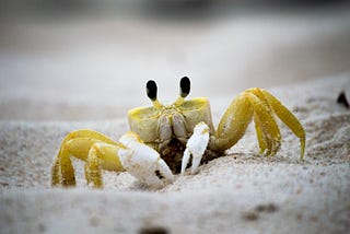 Book Review and Crabs (the good kind)