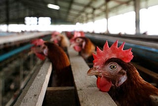 Why ending industrial farming is now a geopolitical imperative