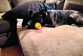 Dog and Tennis Ball