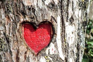 Heart carved into a tree.
