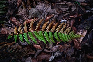 fern frond, half green and half brown, lying on dead leaves