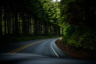 highway curving out of sight in a forest of fir trees