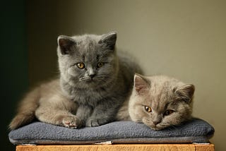 Image Classification in Data Science