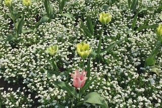 One pink tulip stands out among lots of pale green and white tulips. Your business could stand out like this, if you know how to improve your SEO. Photo by Rowan Ambrose, copywriter.