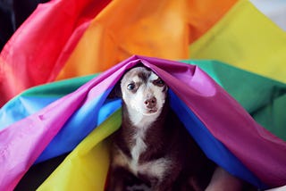 Sweet puppy draped in Pride flag