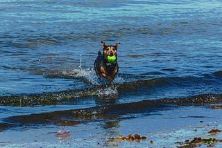 I want to take my dog swimming. Is there a dog swimming pool near me?
