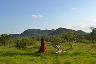 The Termite Mound