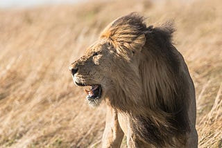 When Lions Roar, the Weak Tremble: The Power of the People to Fight Back