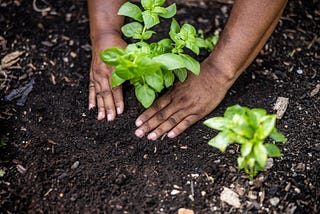 Does The Future of Climate Resilience Lie Beneath Our Feet?