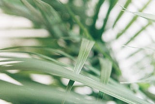 7 Basic Ways To Save Water In Your Garden