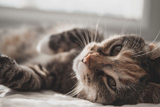 5 foods that are toxic for cats