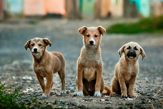 2 Reasons Why Do Dogs Stop Playing With Other Dogs As They Grow Up