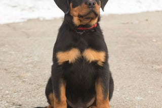 3 months old Rottweiler puppies