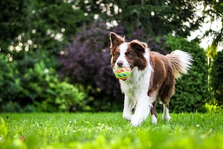 Dog‘s Dental Care: 4 Tips for Healthy Smile and Well-Being