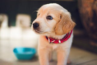 The pros and cons of feeding your dog raw