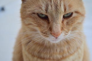 A close-up of an orange tabby with green eyes from the front. The cat has a closed mouth and narrowed, slanted eyes, giving it a cranky expression.