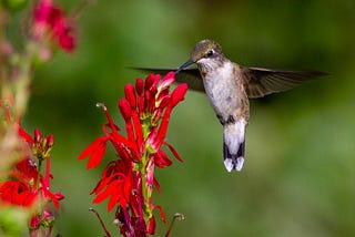 A hummingbird hovering near a red flower