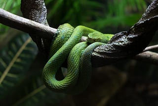Snakes , Snakes and more Snakes: An Overview of VIPER.