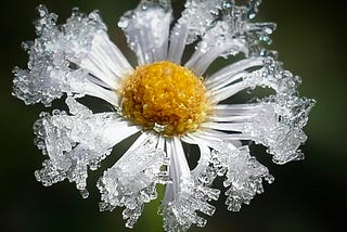 Beautiful white flower with bright yellow center and ice on every petal.