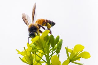 What Does the World Look Like to A Bee?