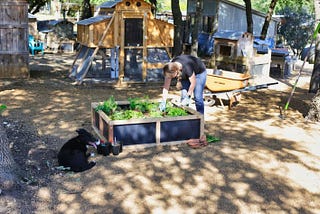 6 Incredible Benefits of Modular Raised Garden Beds for Backyard Farmers