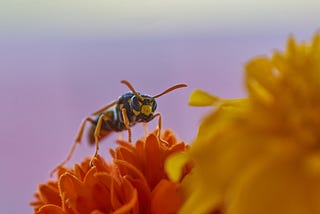 Learning from the Wasp Totem: My Journey of Acceptance and Spiritual Growth