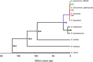 Evolution of Capsicum from Solanaceae