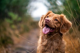 4 Things You Should Know Before Getting A Dog