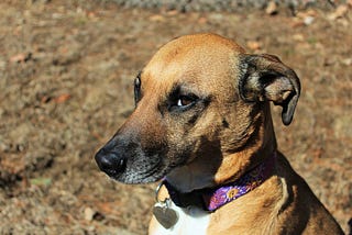 Why Are Online Pet Educating Courses Right for You?