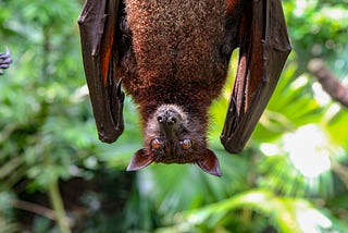 COVID-19: Why It’s Important to Stop Vilifying Bats