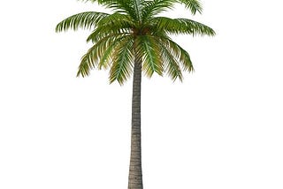 Palm Tree