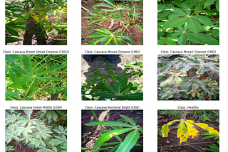 Detecting Cassava Leaf Disease, Part 1