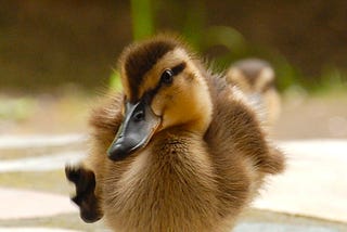 duck with one foot lifted, yellow and brown, fluffy