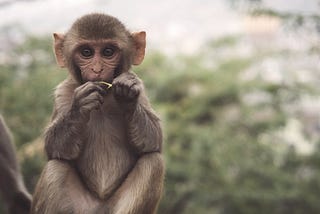 How to get your focus back with the #MonkeyFirst formula