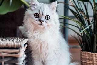 Persian Cats: Graceful Beauty and the Art of Grooming